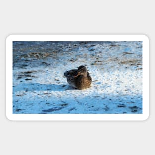 Duck Resting On The Snow Sticker